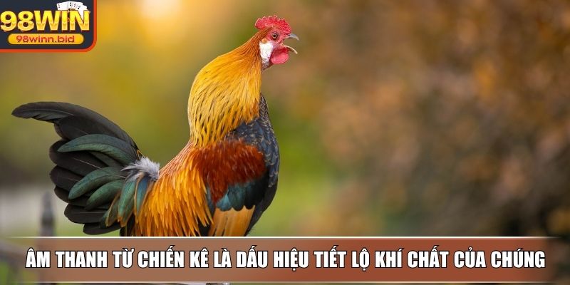 Âm thanh từ chiến kê là dấu hiệu tiết lộ khí chất của chúng