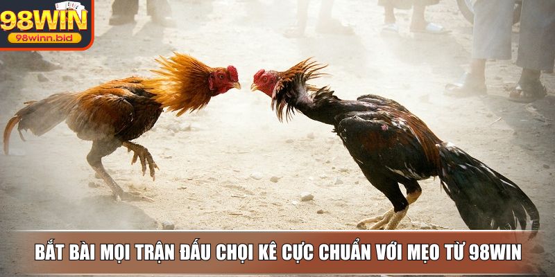 Bắt bài mọi trận đấu chọi kê cực chuẩn với mẹo từ 98WIN