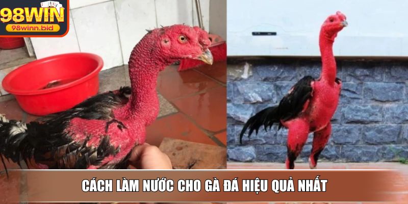 Cách làm nước cho gà đá hiệu quả nhất