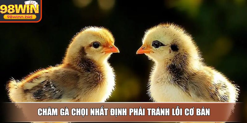 Chăm gà chọi nhất định phải tránh lỗi cơ bản