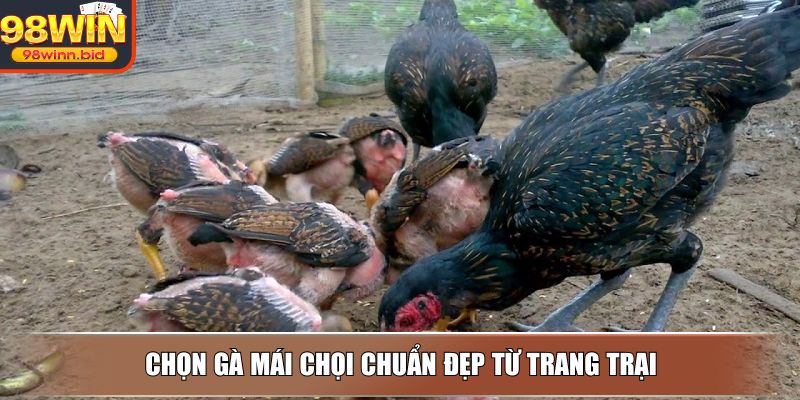 Chọn gà mái chọi chuẩn đẹp từ trang trại