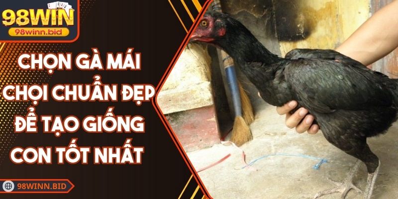 Chọn Gà Mái Chọi Chuẩn Đẹp Để Tạo Giống Con Tốt Nhất