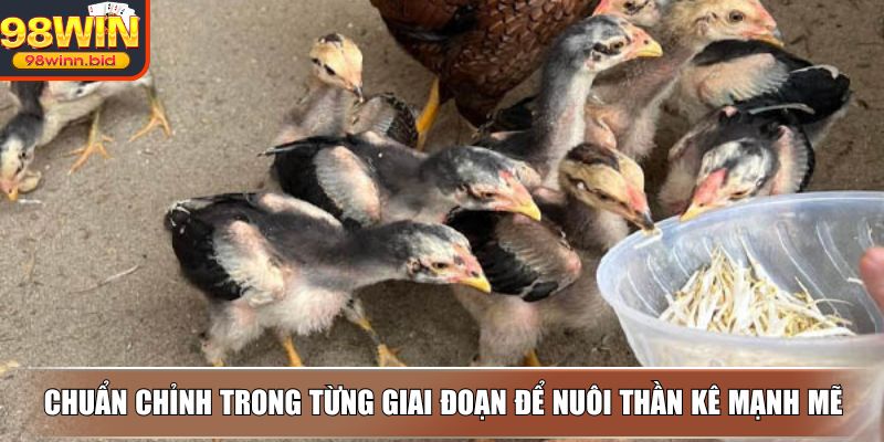 Chuẩn chỉnh trong từng giai đoạn để nuôi thần kê mạnh mẽ