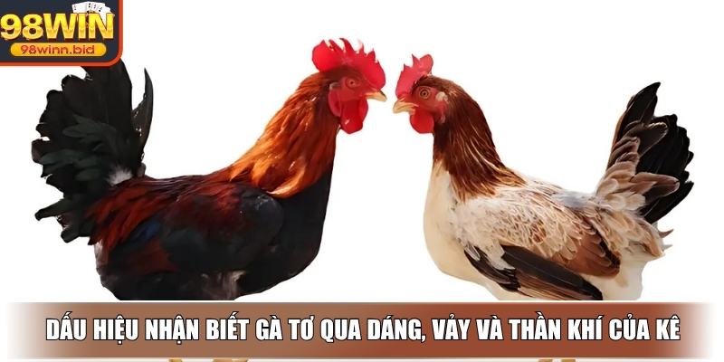 Dấu hiệu nhận biết gà tơ qua dáng, vảy và thần khí của kê