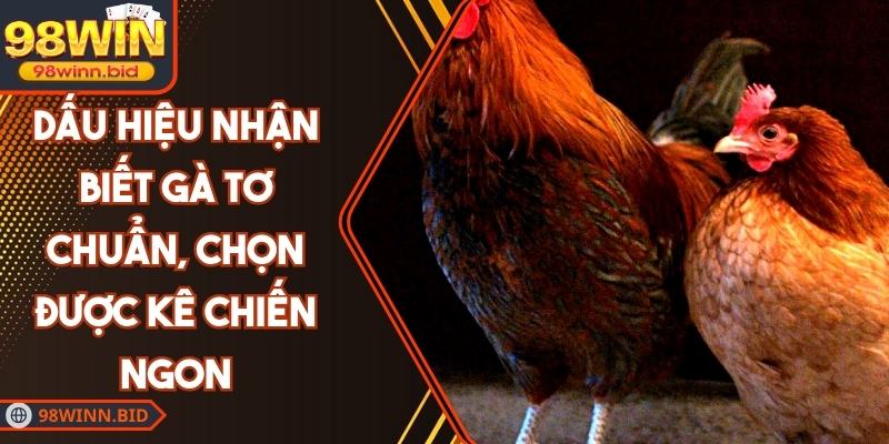 Dấu Hiệu Nhận Biết Gà Tơ Chuẩn, Chọn Được Kê Chiến Ngon