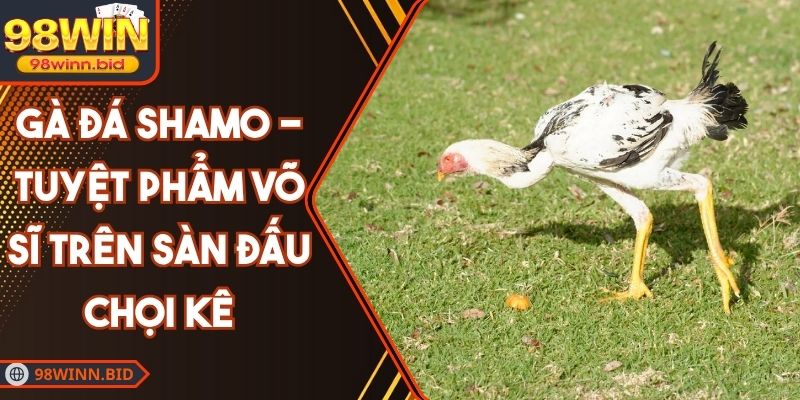 Gà Đá Shamo - Tuyệt Phẩm Võ Sĩ Trên Sàn Đấu Chọi Kê