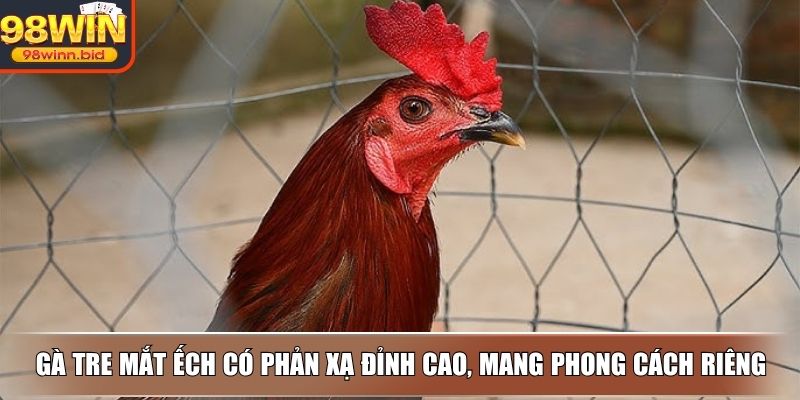 Gà tre mắt ếch có phản xạ đỉnh cao, mang phong cách riêng