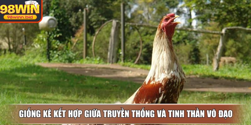 Giống kê kết hợp giữa truyền thống và tinh thần võ đạo
