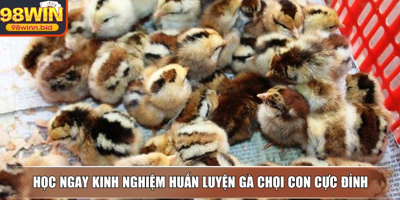 Học ngay kinh nghiệm huấn luyện gà chọi con cực đỉnh