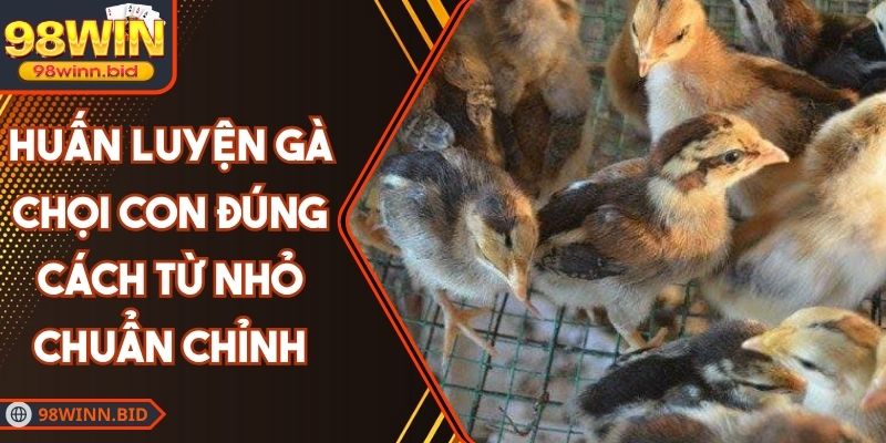 Huấn Luyện Gà Chọi Con Đúng Cách Từ Nhỏ Chuẩn Chỉnh
