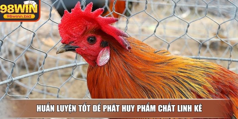 Huấn luyện tốt để phát huy phẩm chất linh kê