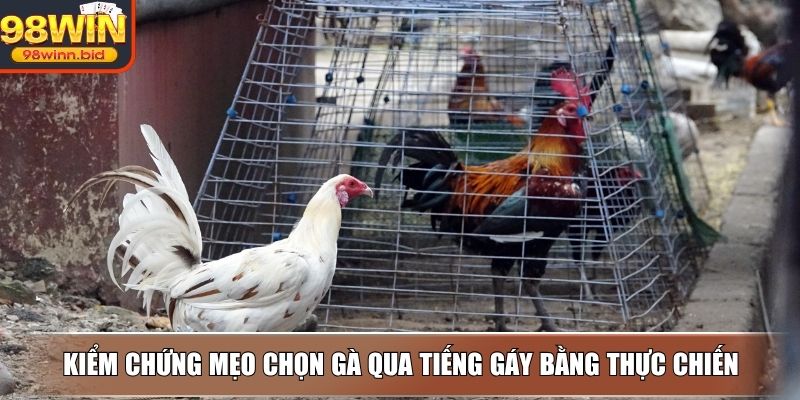 Kiểm chứng mẹo chọn gà qua tiếng gáy bằng thực chiến