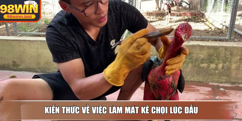 Kiến thức về việc làm mát kê chọi lúc đấu