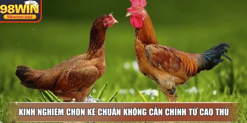 Kinh nghiệm chọn kê chuẩn không cần chỉnh từ cao thủ
