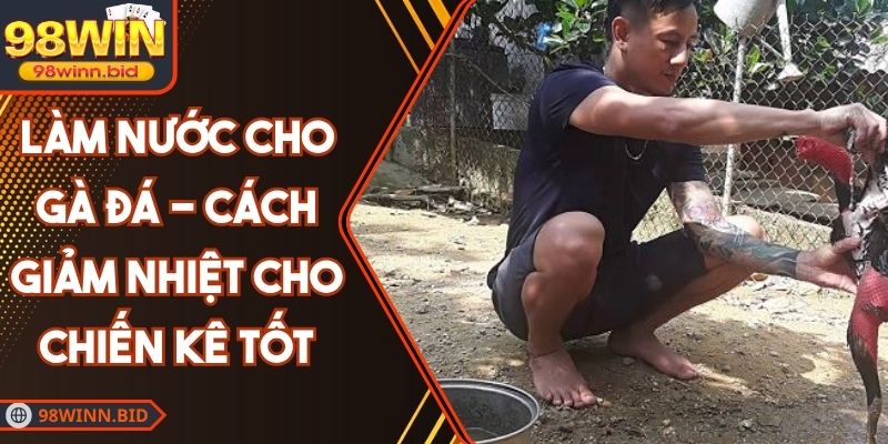 Làm Nước Cho Gà Đá - Cách Giảm Nhiệt Cho Chiến Kê Tốt