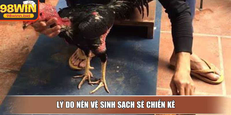 Lý do nên vệ sinh sạch sẽ chiến kê
