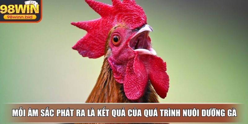 Mỗi âm sắc phát ra là kết quả của quá trình nuôi dưỡng gà