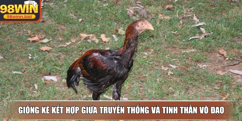 Một chiến kê đáng cược cần rèn luyện đầy đủ tố chất