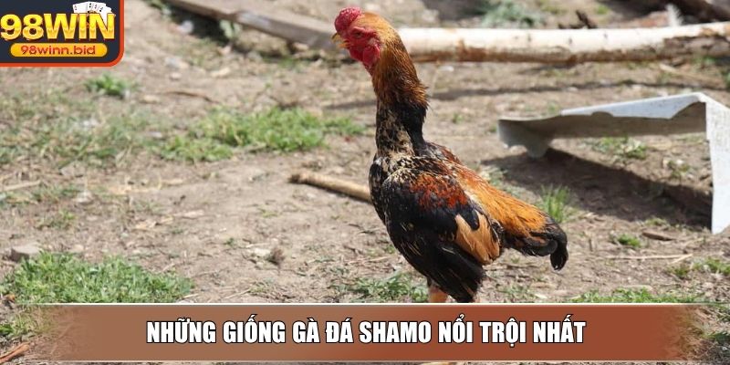 Những giống gà đá Shamo nổi trội nhất