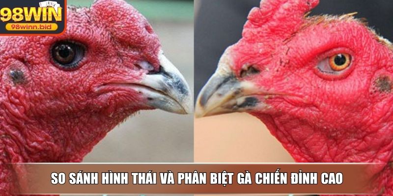 So sánh hình thái và phân biệt gà chiến đỉnh cao