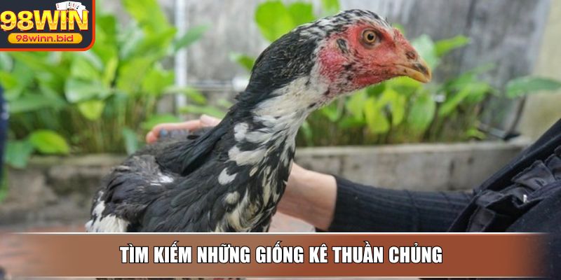 Tìm kiếm những giống kê thuần chủng