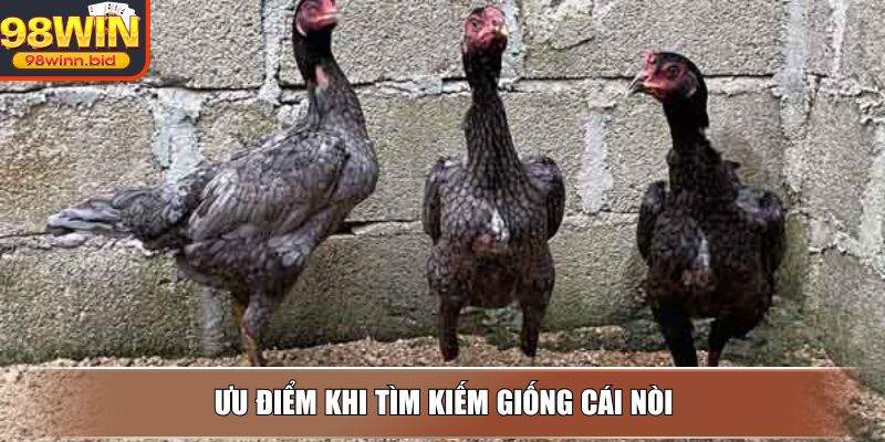 Ưu điểm khi tìm kiếm giống cái nòi để nuôi